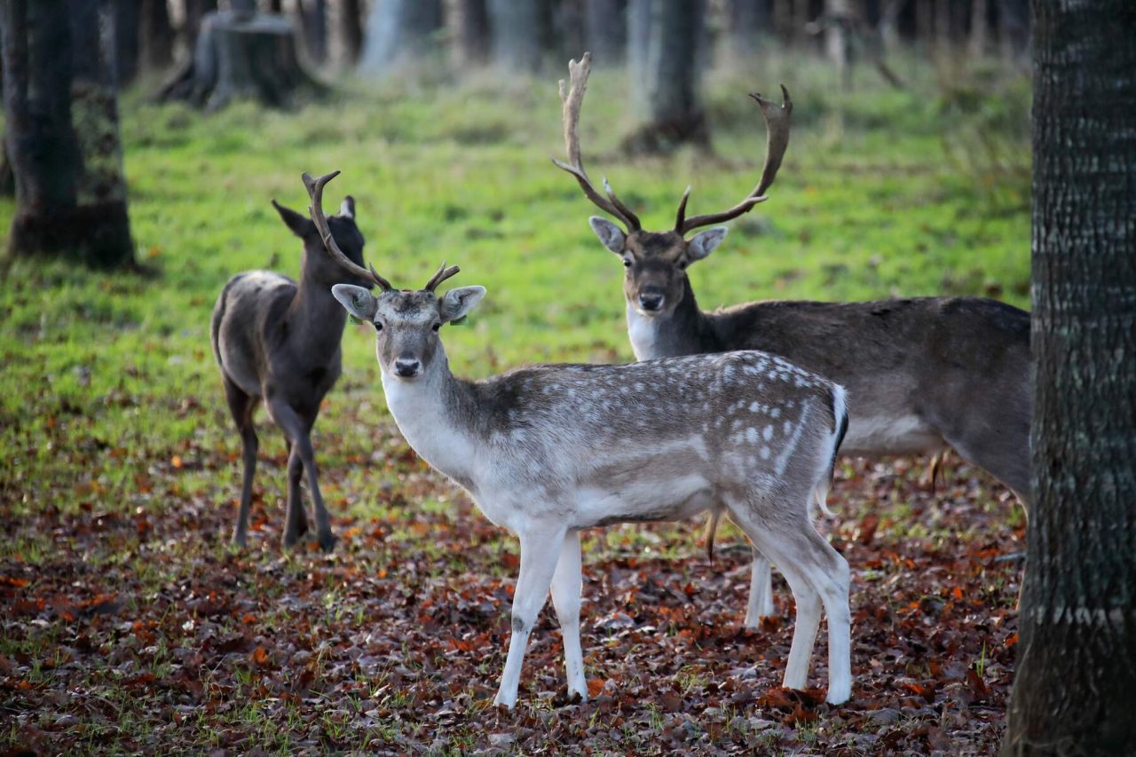 Deer, Phoenix Park, Dublin 8