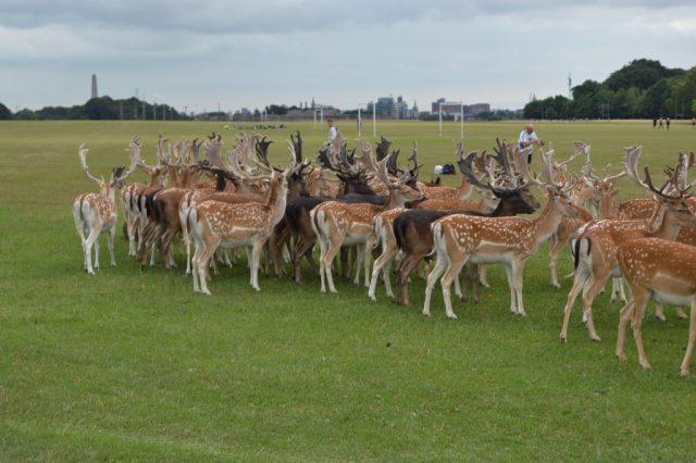 Herd of Fallow deer, Phoenix Park, Dublin 8, Dublin 15, and Dublin 20