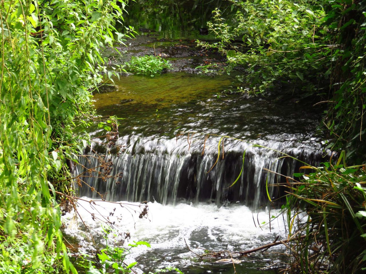 River Poddle at Poddle Park, Dublin 12