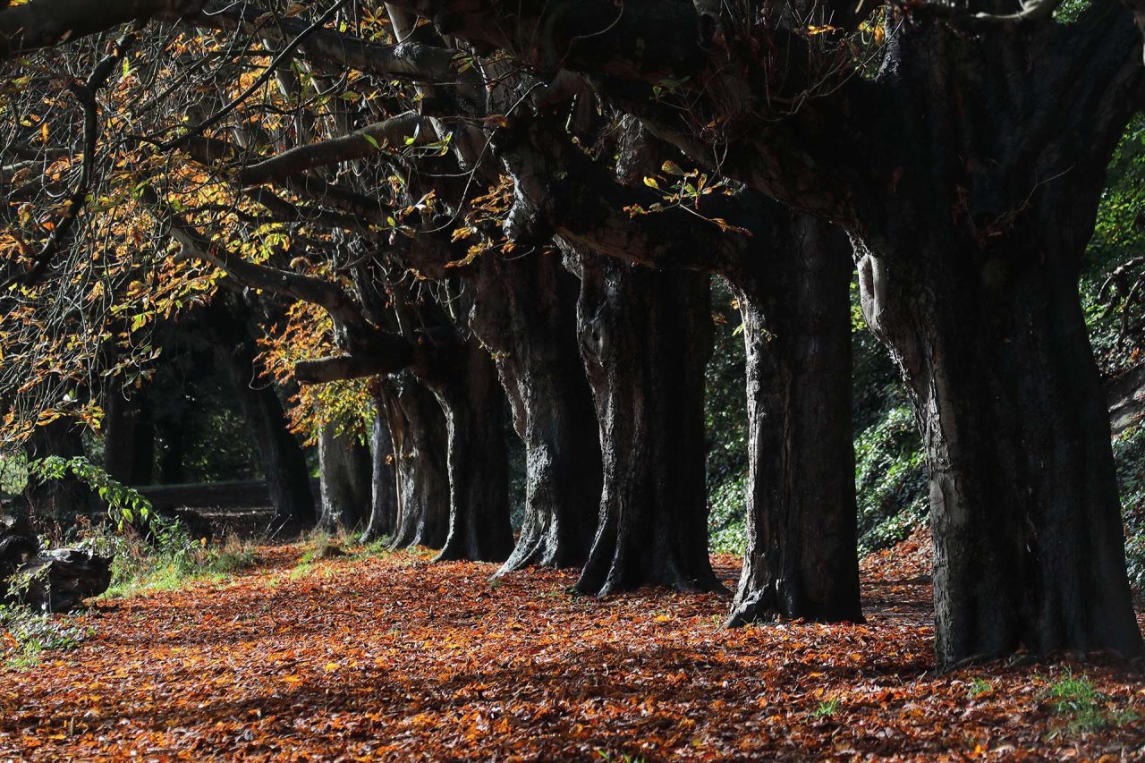 St Anne's Park, Raheny, Dublin 5