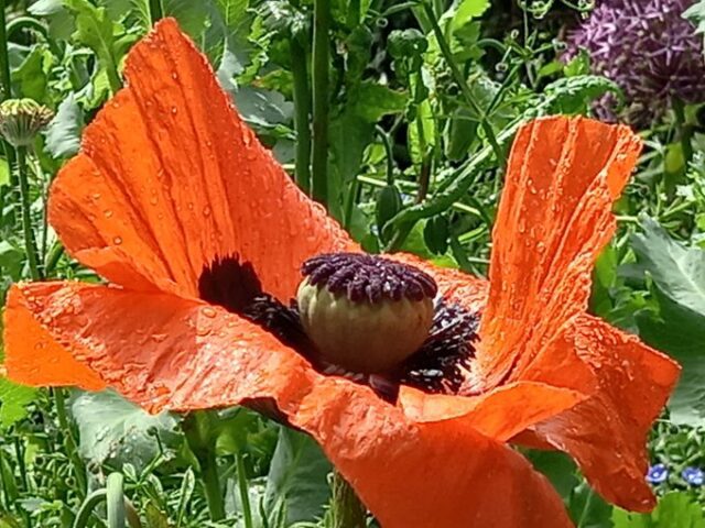 poppy flower close up
