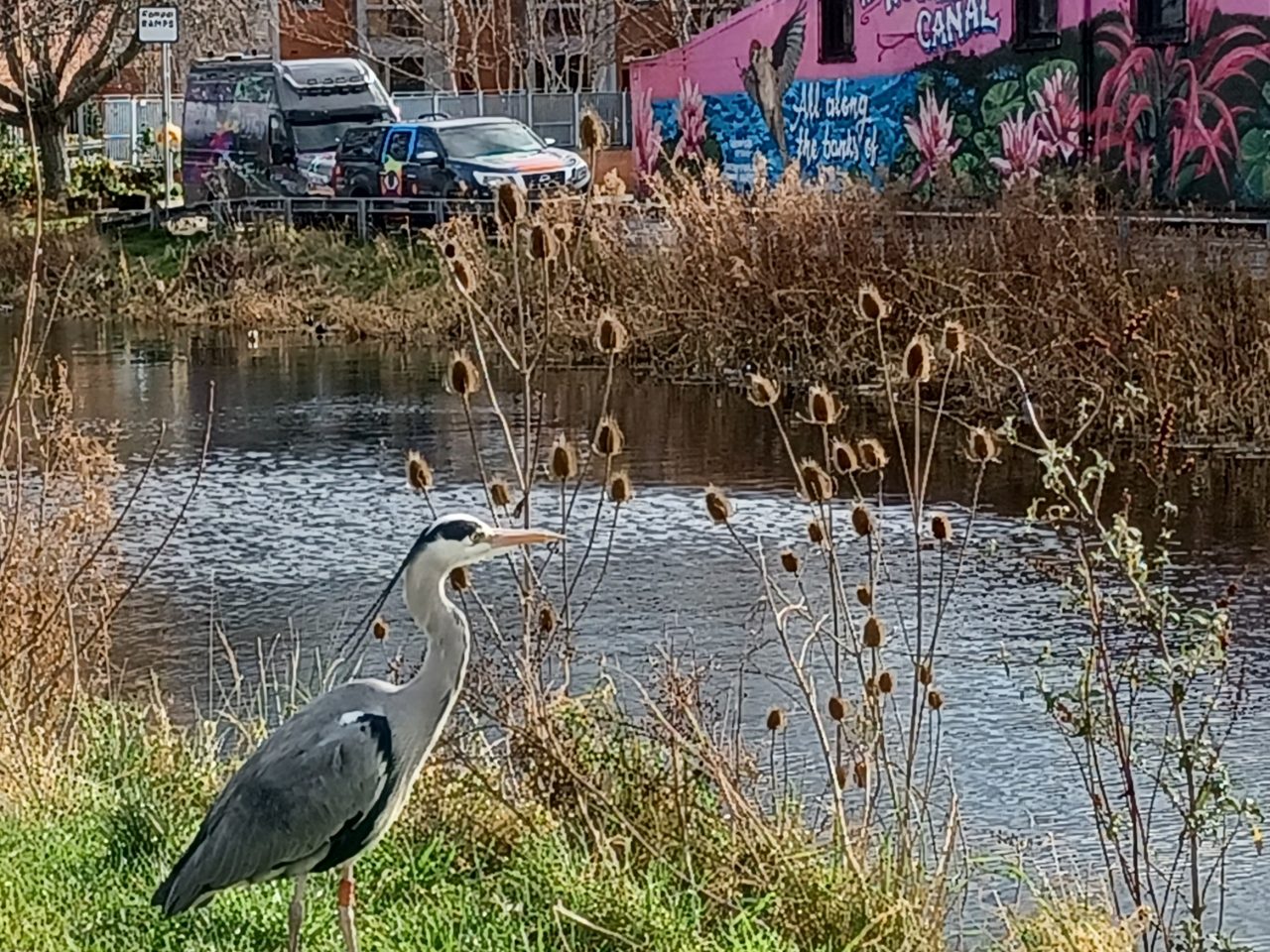 Heron, Royal Canal, Dublin