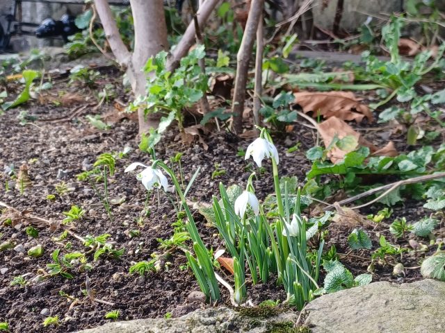 Snowdrops