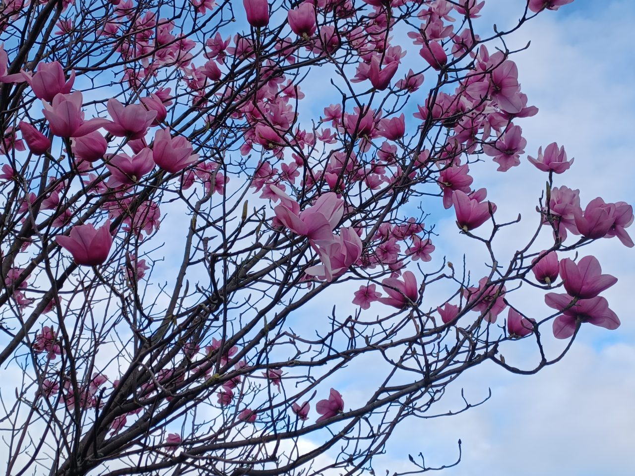 Cherry Blossoms in Dublin